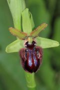 Ophrys incubacea